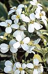 arabis rock cress c variegata