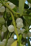 viscum album mistletoe close large