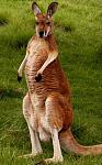 redkangaroo