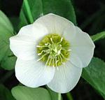white hellebore