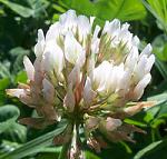White clover flower