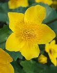 800px Caltha palustris flower