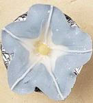 morning glory techniquezoom main