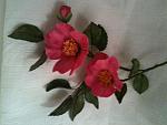 foto (38) 
camelia Japonica