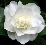 pure white camellia