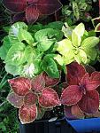 800px Coleus hybrids Wizard
