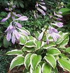 hosta emily dickinson