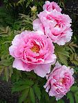 265px Paeonia suffruticosa01 2048