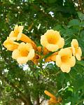 Bignonia Tecoma stans