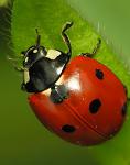 ladybug