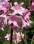 Amaryllis belladonna sfbg 1