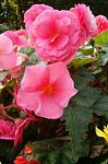 Begonia x tuberhybrida 1005Pink2
